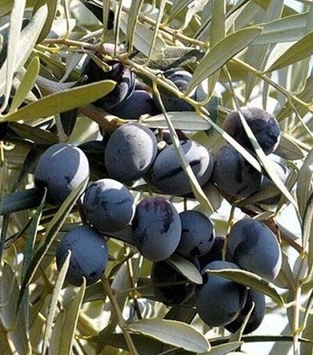 8 Yaş Zeytin Budaması İçin Doğru Zaman ve Uzman İpuçları